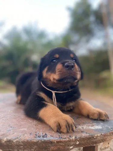 Rottweiler cabeça de touro macho