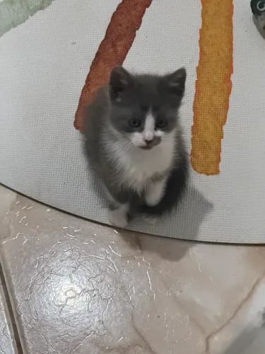 Doa-se Filhote de Gato Fêmea: