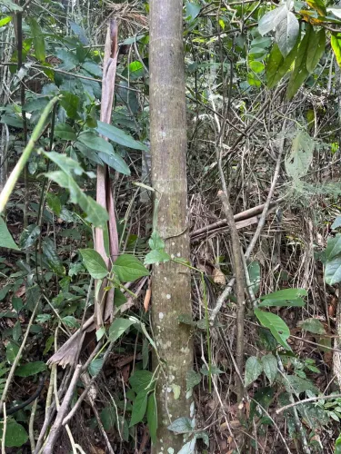 Terreno 18 hectares a 5 km da cidade
