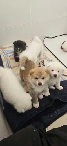 Filhote de Akita disponível pronta entrega 