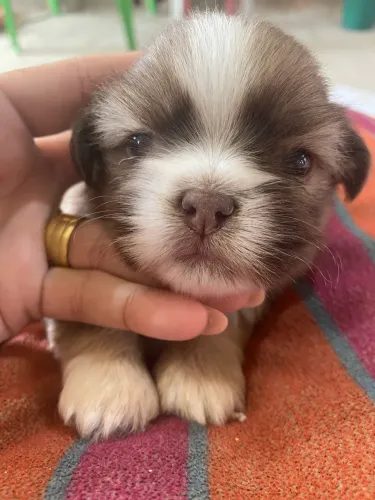 Filhote de ShihTzu machinho