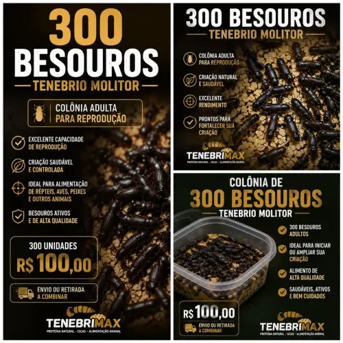 300 BESOUROS TENEBRIO MOLITOR VIVOS -- ADULTOS SAUDÁVEIS