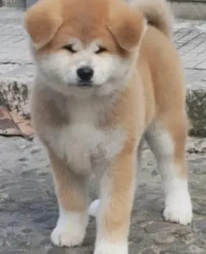 Akita Inu,Akita Inu Filhote Linda Linhagem Disponível