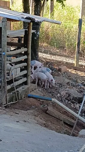 Leitões a venda