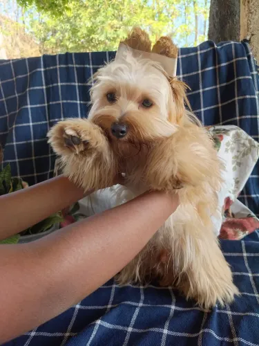 Vendo um lindo yorkshire Golden machinho