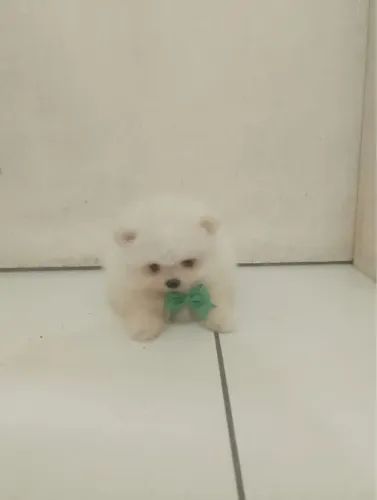 Lulu pomerania macho