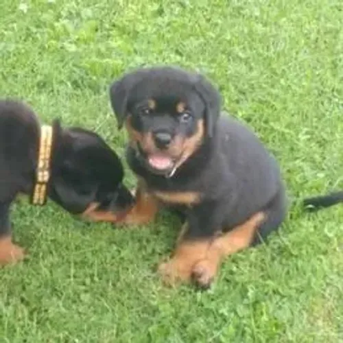 Rottweiler,Rottweiler Filhote Top Padrão da Raça