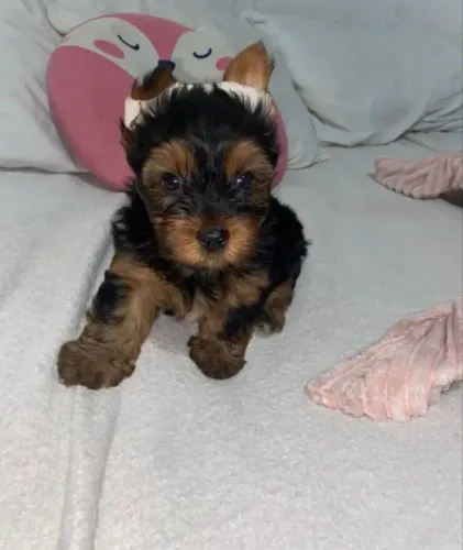 Yorkshire Terrier - Disponibilidade Atual