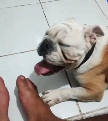 Buldog Inglês fêmea 