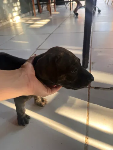 Vende se Filhote de Fila Brasileiro