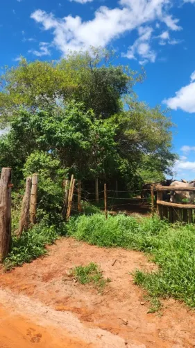 TERRA DE 52Ha MATA VIRGEM