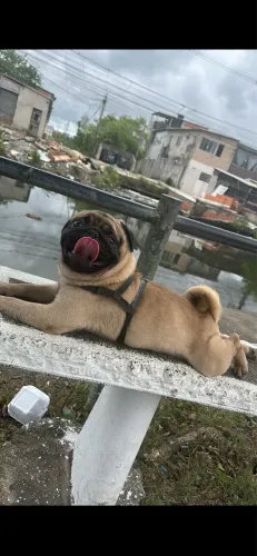Pug