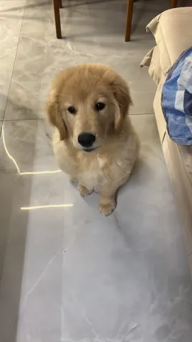 Cachorro Golden Retriever