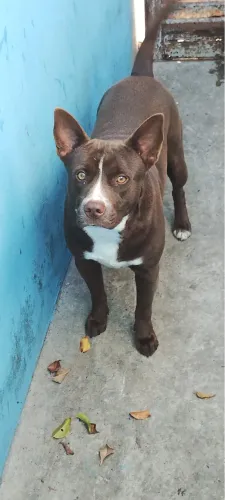 Doa-se cachorro