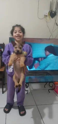 Doando minha cachorrinha luna
