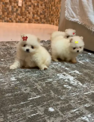 Spitz alemão fêmea ac cartão