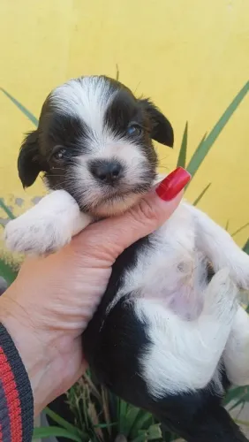 Vendo lindos filhotes de Shitzu!!!