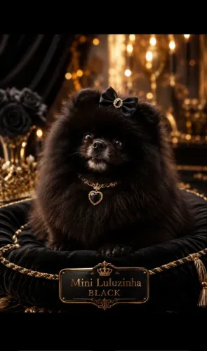 Luluzinho da Pomerânia anão 