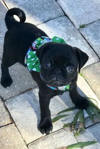 Pug a fofura que você estava esperando chegou
