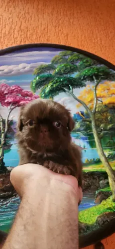 SHITZU MACHO MINI COR RARÍSSIMA E EXÓTICA CHOCOLATE DE OLHOS VERDES PERFEITO