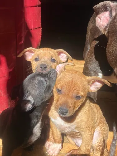 Doa-se lindos cachorrinhos