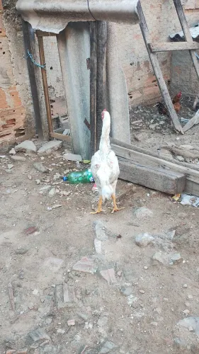 Frango shamo 