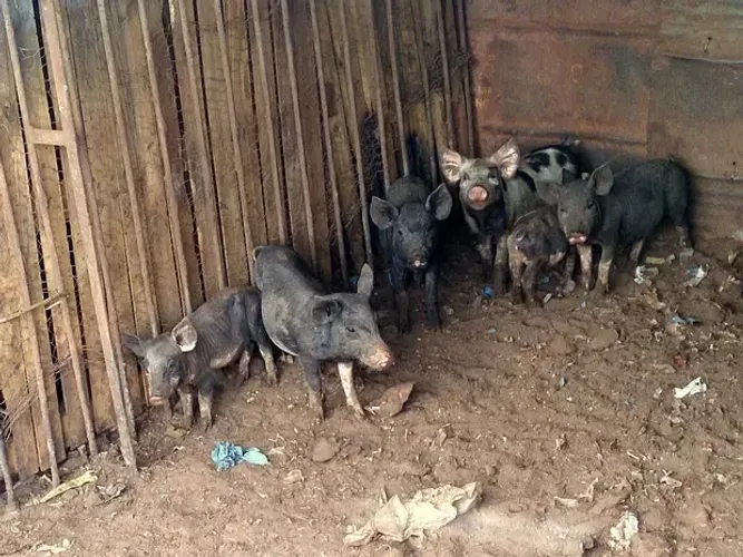 Doação de filhotes de porco