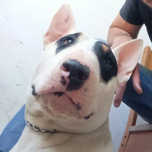 Filhotes de Pitbull com Bull terrier 