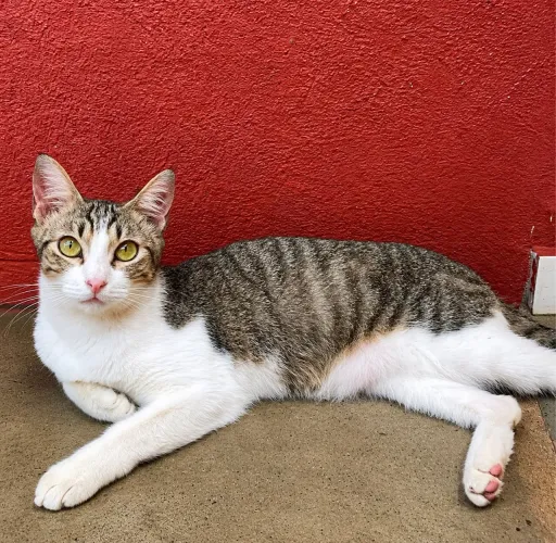 Gata castrada e Vacinada para adoção