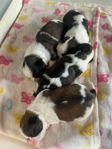 Vendo filhotes de shih tzu 