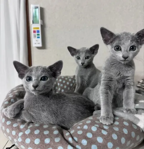 Últimos filhotes Rússiam Blue disponível 