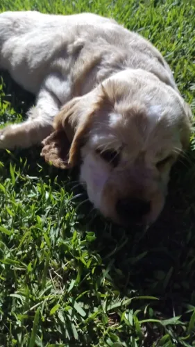 Filhotes de Cocker Spaniel Inglês à venda