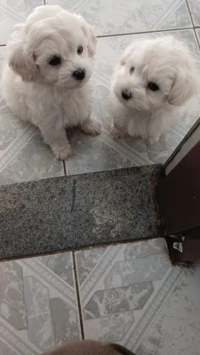 Poodle microtoy fêmea e machinho 