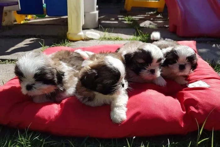 Shih tzu anão promoção