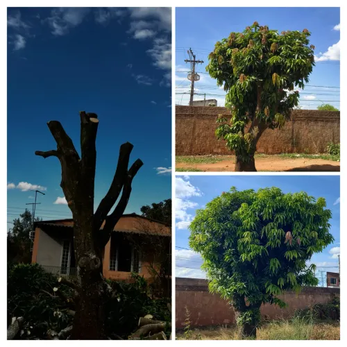 Poda em árvores