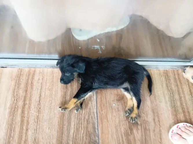Doação de cachorro