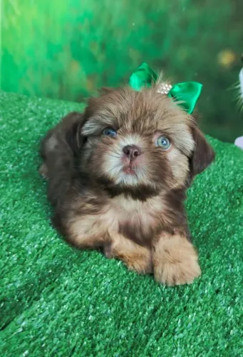 SHIH TZU fêmea super pequena