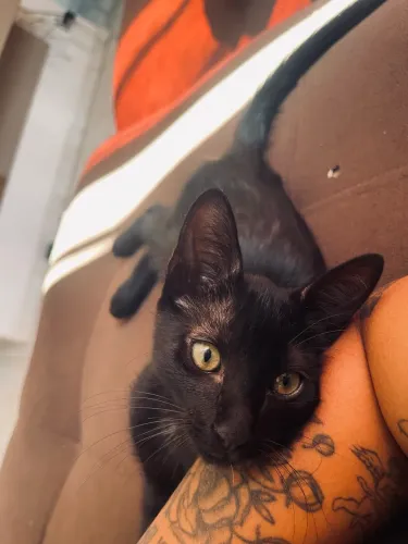 Doação gato filhote macho
