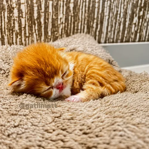 Gato persa 