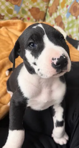 Dogue Alemão Arlequim Fêmea 