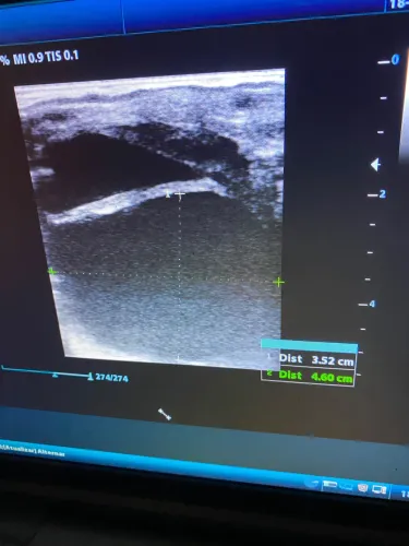 SERVIÇOS VETERINÁRIOS