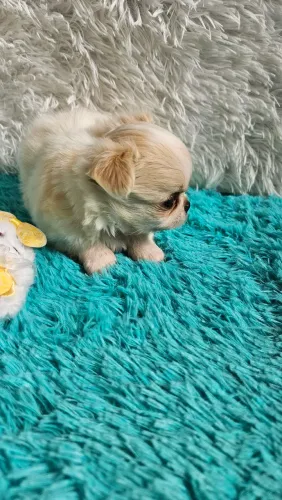 Chihuauha 