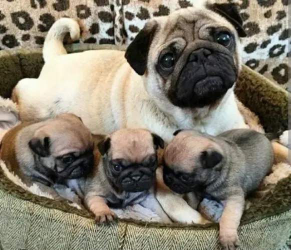 Pug Filhotes Muito Bonitos.