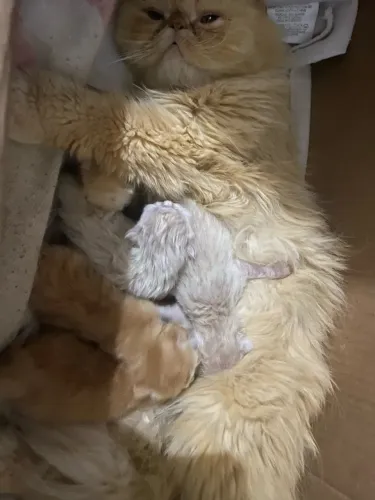 Gatos persa show