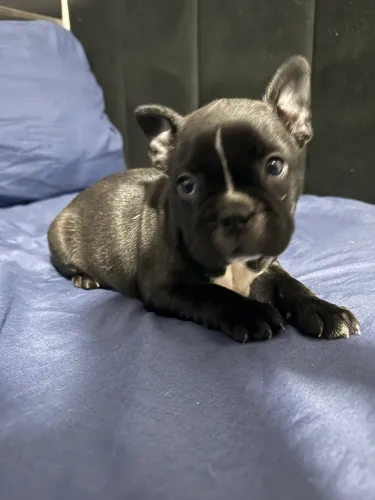 Filhotes buldogue francês 