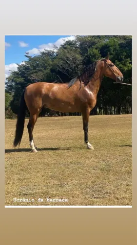 Cavalo campolina