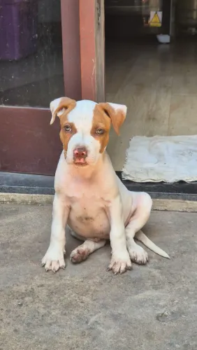 Vende-se filhote FÊMEA de Pitbull 