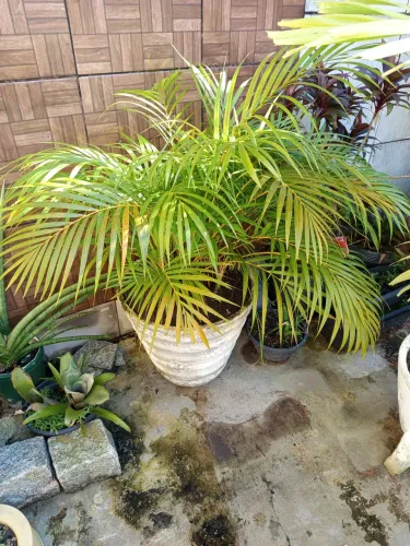 Planta Palmeira para ornamentação