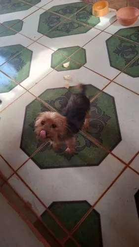 Yorkshire Terrier Femea