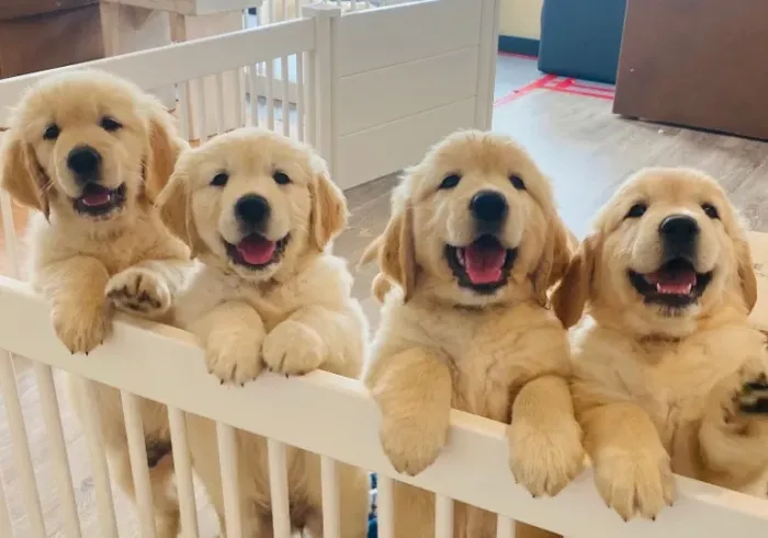 Golden retriever Macho e Fêmea